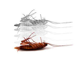 death insect cockroach with spirit out of body experience