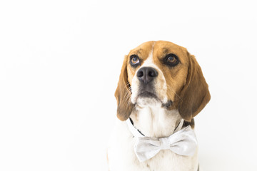 Isolated tri-color beagle dog in grey bow tie looking up head fragment on white background