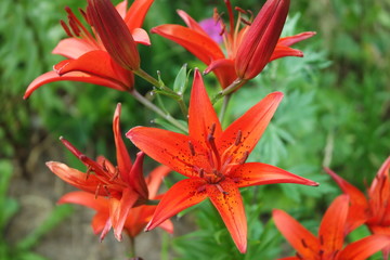 Fototapeta premium SAMSUNG CAMERA PICTURES