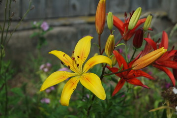 Obraz premium SAMSUNG CAMERA PICTURES