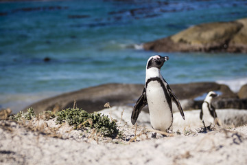 Obraz premium Pingwin spacerujący po wybrzeżu z oceanem jako backgroung