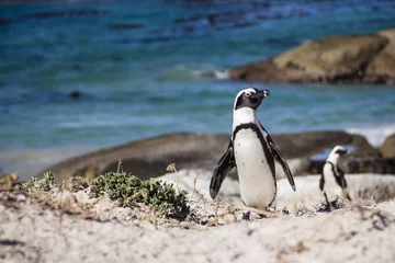 Rolgordijnen Pinguïn A penguin walking in the seashore, with the ocean as a backgroung