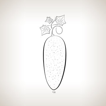 Cucumber ,Image Cucumber in the Contours on a Light Background, Black and White Vector Illustration