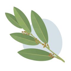 Bay leaves vector illustration. 