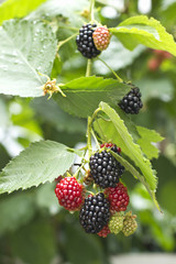Brombeeren
