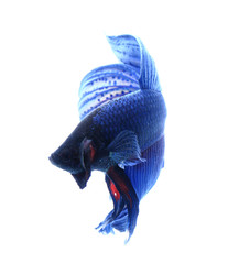 siamese fighting fish , betta isolated on white background..