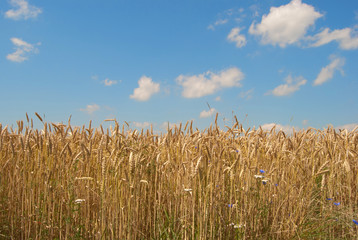 golden wheat field with blue sky in background 