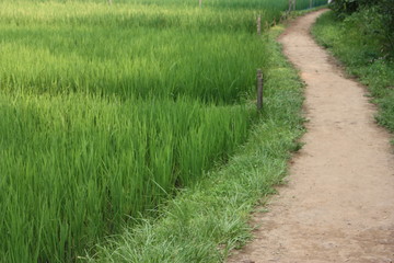 田舎の道