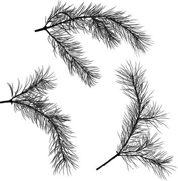 three pine tree black branches isolated illustration
