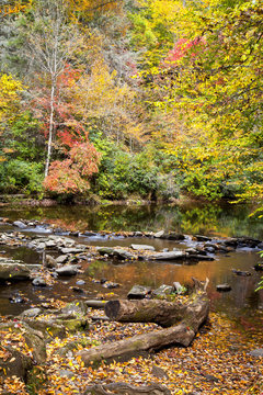 Stream in the Forest at Deep Creek