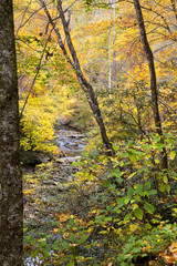 Fototapeta na wymiar Stream in the Woods During Fall