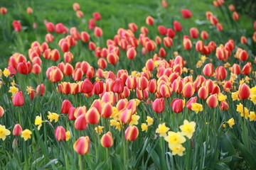 red tulip field