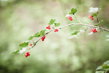 Fototapeta na wymiar Ribes alpinum berries and blurry background