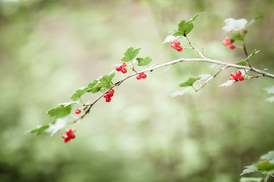 Ribes alpinum berries and blurry background
