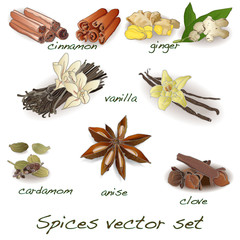 spices vector set