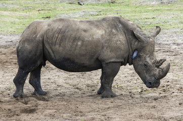 Naklejka premium Rhinoceros in a zoo