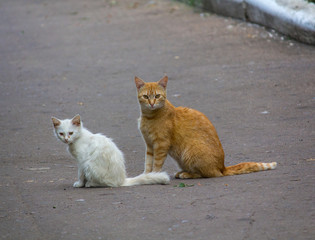 Stray red cat with a white kitten on the pavement
