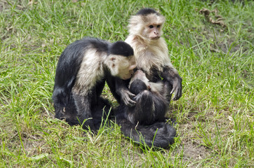 Family of capuchins