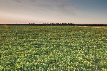 Рассвет в поле