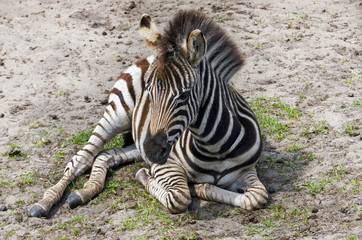 Fototapeta na wymiar Baby zebra