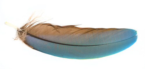  feather © Vera Kuttelvaserova