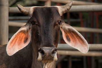 long eared cow in thailand