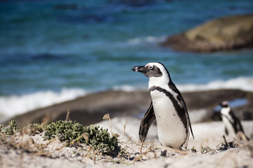 Naklejka premium A penguin walking in the seashore, with the ocean as a backgroung