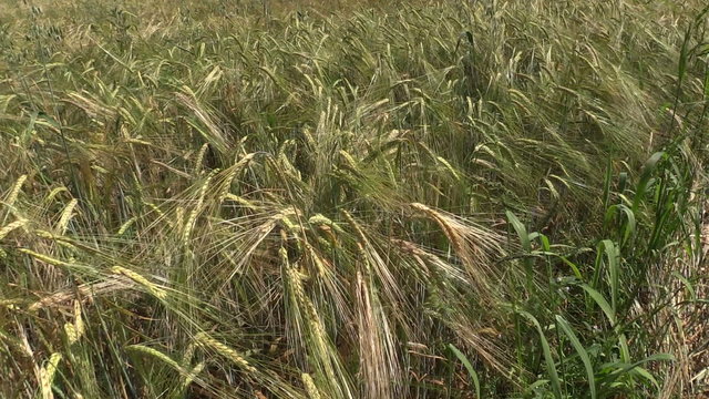 Ripe barley barleycorn plant crop ears move in wind. Static shot on Canon XA25. Full HD 1080p. Progressive scan 25fps. Tripod.
