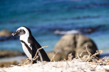 A penguin walking in the seashore, with the ocean as a backgroung