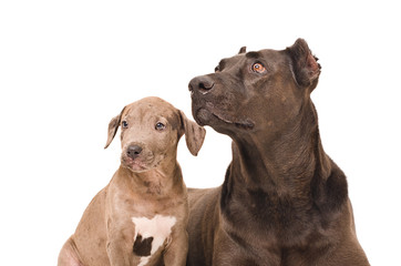 Portrait of a dog and puppy pitbull together