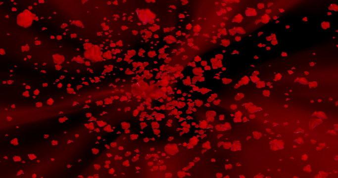 digital red rose petals flying in vortex on red and black abstract background with fade out, loop seamless. 4K and 1080 resolution. Valentine day love festive
