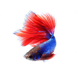 siamese fighting fish , betta isolated on white background.