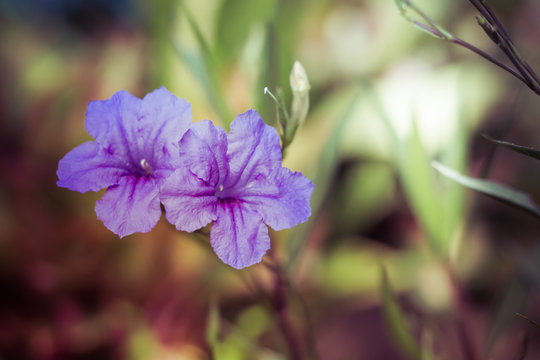 Ruellia tuberosa flower blooming