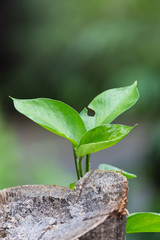 Tree grow from dying wood