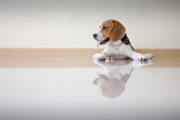 Portrait cute beagle puppy dog