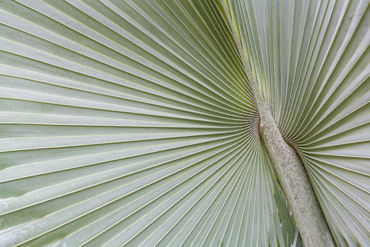 Big palm leaf