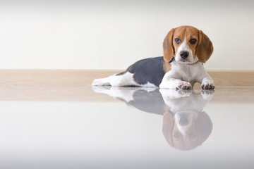 Portrait cute beagle puppy dog