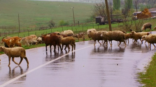 Herd of sheep pass through road. 