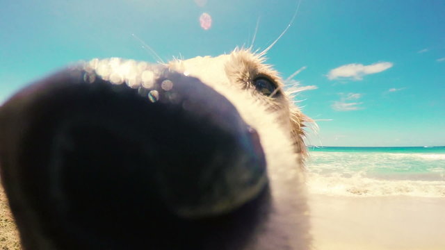 Close Up Shot of a Golden Retriever Looking into the Camera and Sniffing with his Nose at the Beach. 