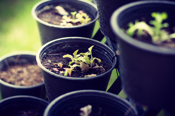 closeup Sprout of vegetable in the morning