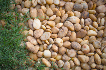 stone texture  with grass background