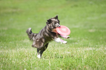 Frisbee dog