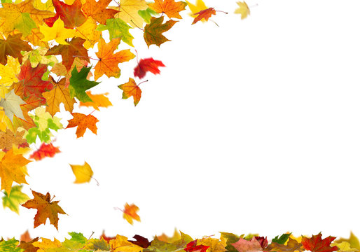 Falling autumn maple leaves, isolated on white background.