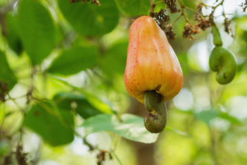 Fresh Cashew nuts are ripe on the tree