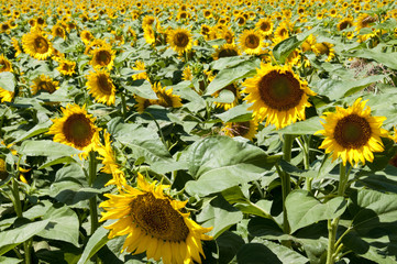 sunflowers
Planting sunflowers in Bellvis, Catalonia, Spain