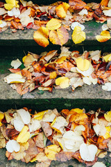 Linden leaves on stairs