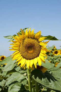 sunflowers
Planting sunflowers in Bellvis, Catalonia, Spain