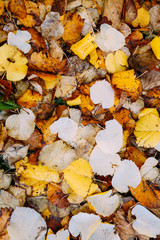 Linden leaves on the ground