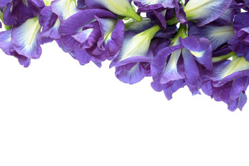 Butterfly pea  on white background.