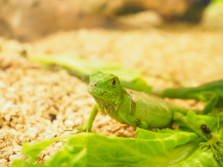 Iguanas are reptiles